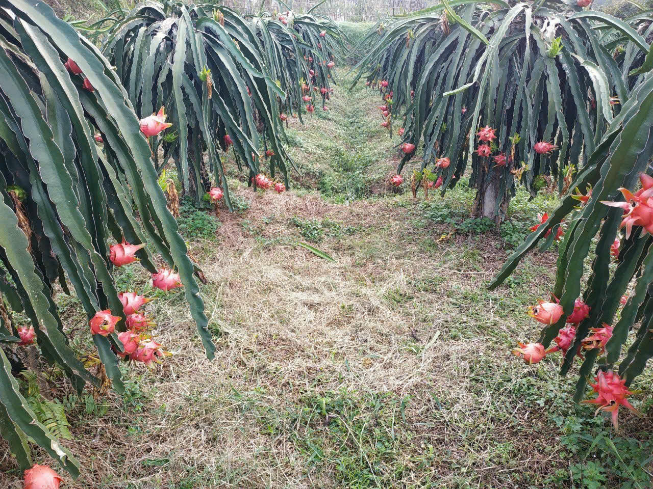 Trồng thanh long – Mô hình mang lại thu nhập cáo cho nhiều hộ gia đình trên địa bàn xã Định Hóa