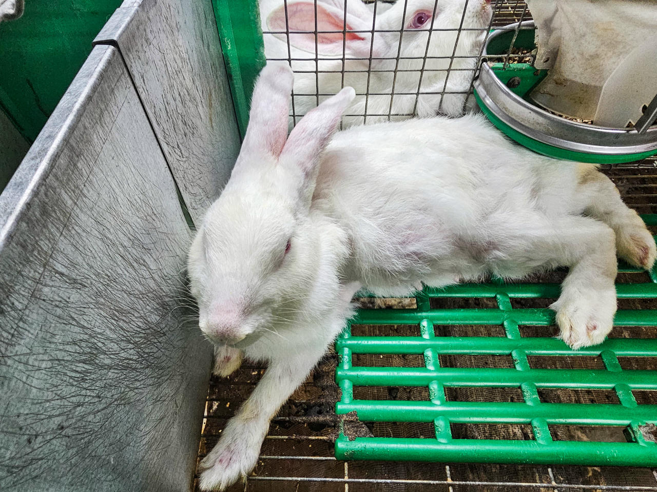 Những con thỏ xuất bán cho công ty nước ngoài có trọng lượng trung bình trên 2kg. Ảnh: Đình Minh