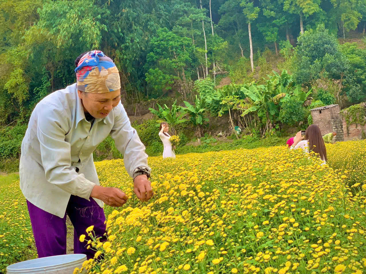 Hoa cúc – Một trong những sản phẩm đem lại thu nhập khá cho người dân xã Phong Quang.