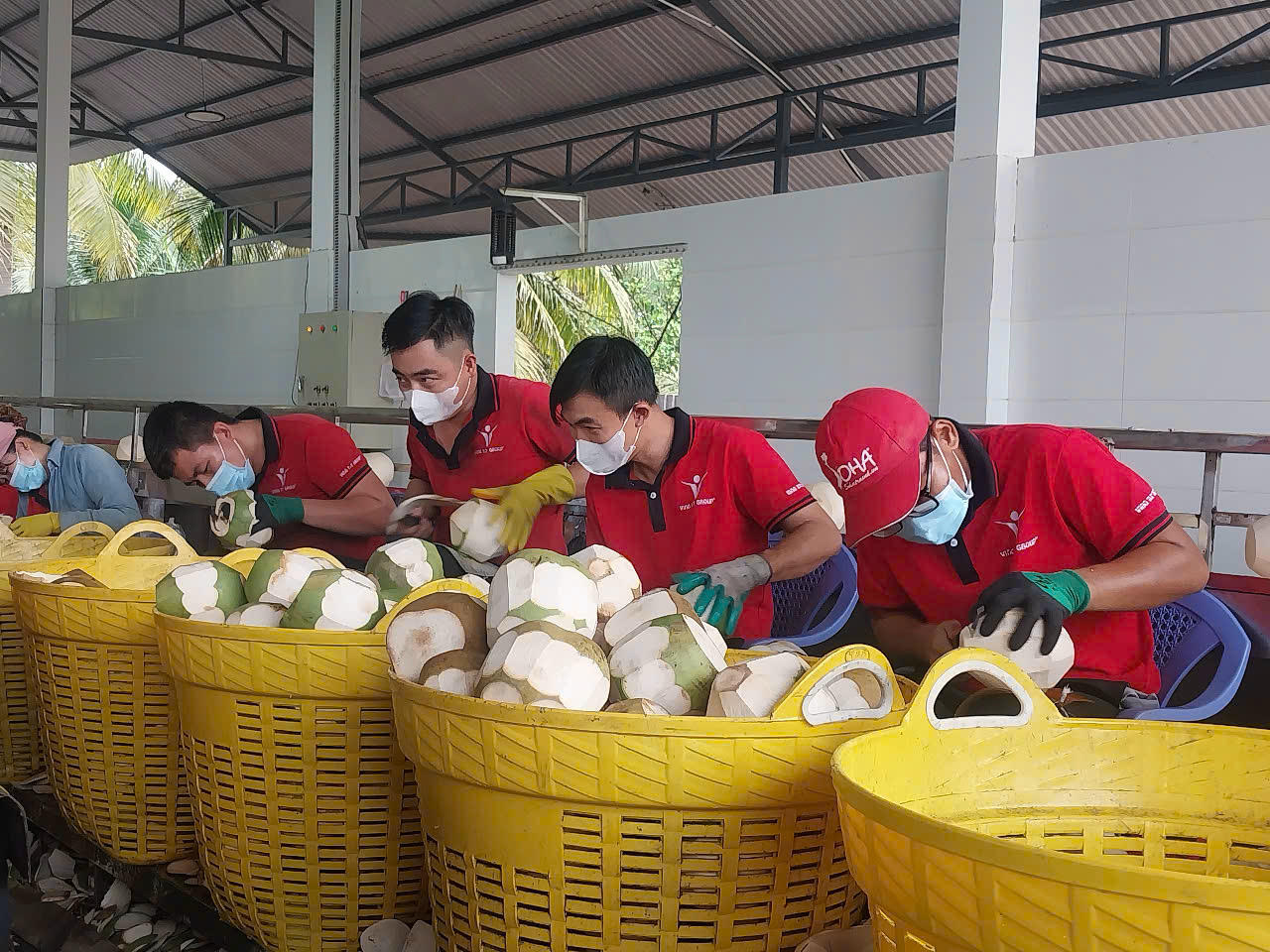 Trái dừa xuất khẩu được sơ chế từ khâu đầu tiên của quy trình sản xuất, bảo quản. Ảnh: S.X