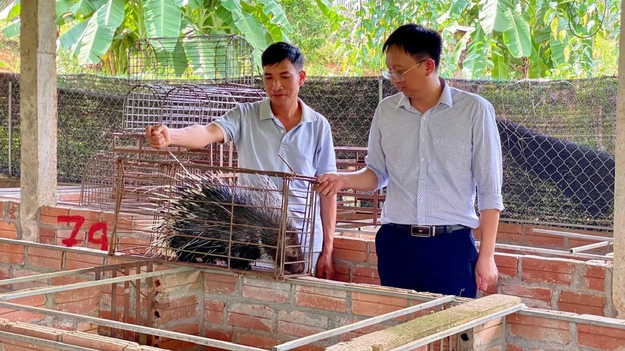 Mô hình chăn nuôi nhím cho thu nhập cao của nông dân xã Nghĩa Tâm, tỉnh Lào Cai. Ảnh: Hồng Oanh