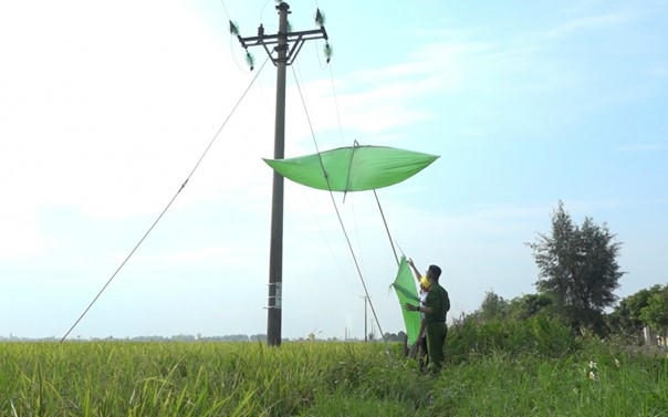 Gỡ diều vướng vào đường dây trung áp tại Đội QLĐLKV Hưng Hà