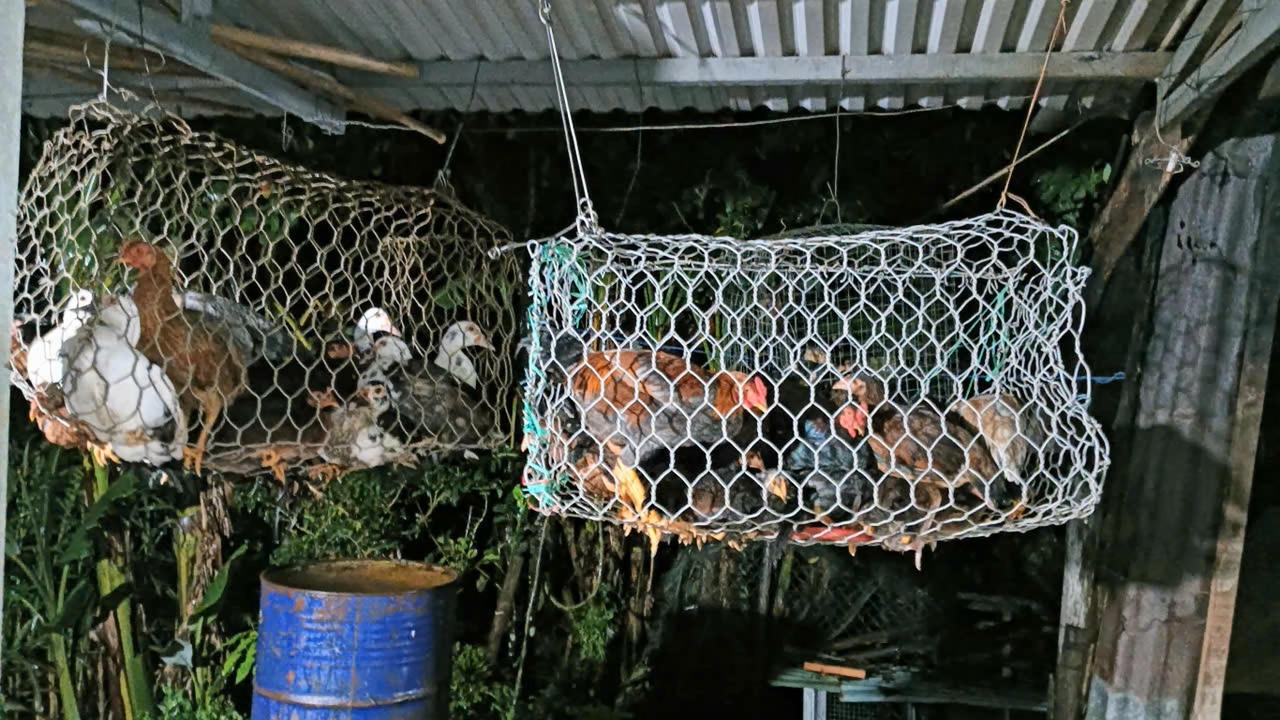 Đưa gia cầm lên cao để tránh lũ. Ảnh: Kim Hiếu.