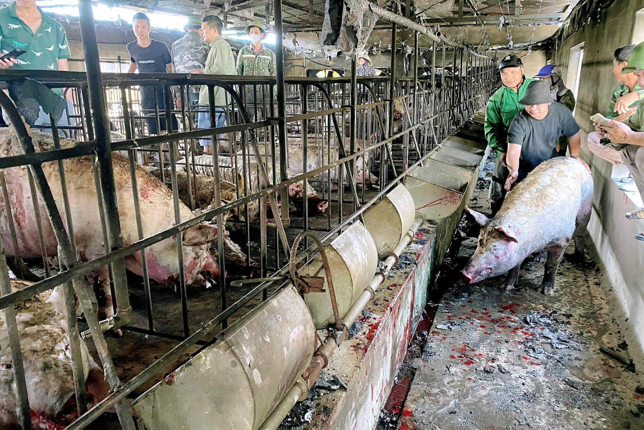 Hiện trường vụ cháy trang trại lợn ở khu Trung Lương, phường Bình Khê. Ảnh: DDCI Bình Khê