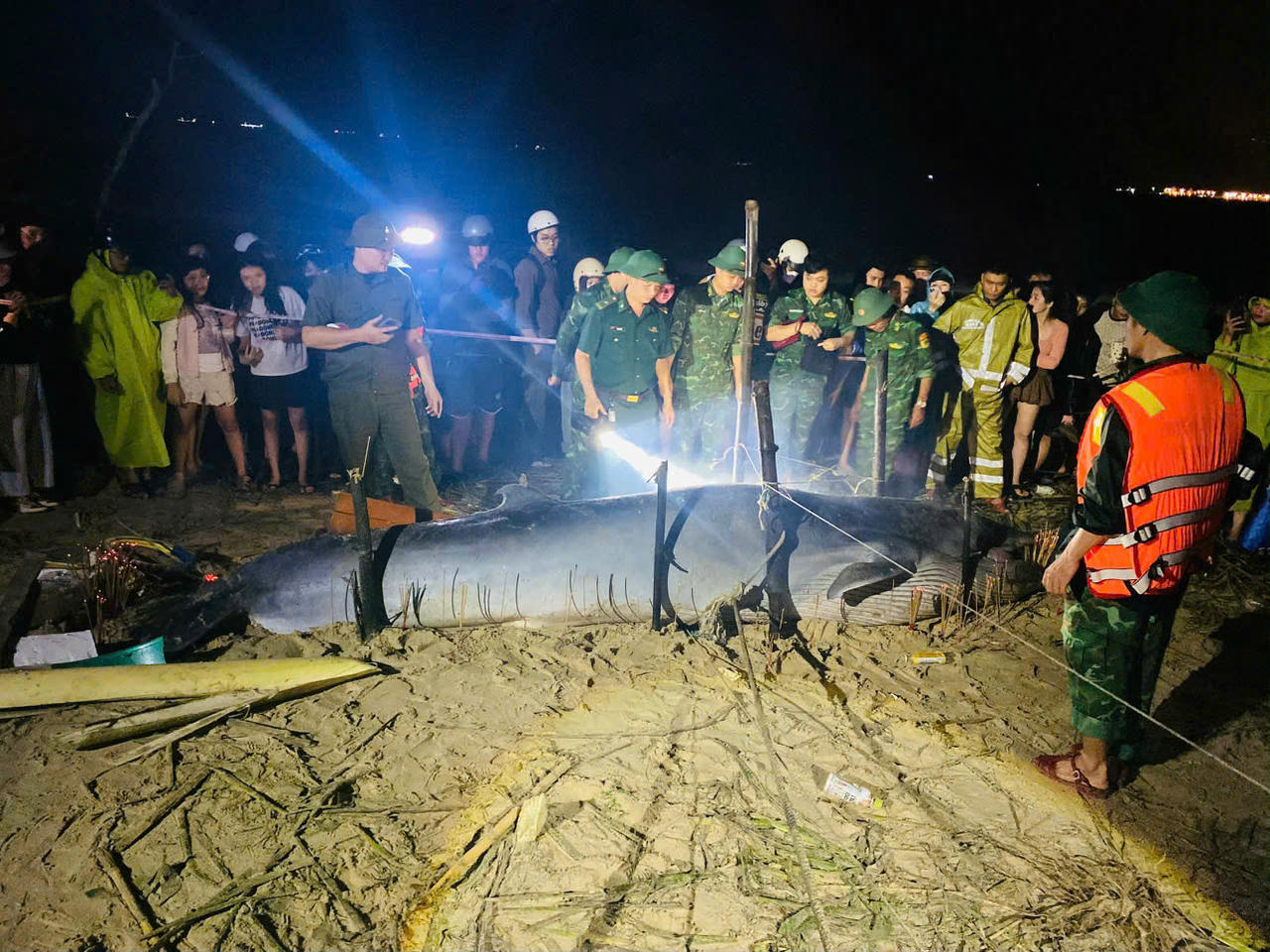 Cá ông lụy bờ tại vịnh Đà Nẵng Cá ông lụy bờ tại vịnh Đà Nẵng