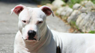 Cụ bà bị chó Pitbull cắn tử vong