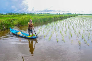 Tạm đình chỉ điều tra vụ bất thường trong đấu thầu mua lúa giống, phân bón tại Cà Mau