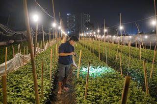 Hà Nội: Người dân Tây Tựu chong đèn xuyên đêm, ép hoa nở đúng dịp Tết