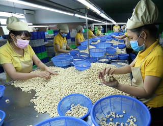 Xuất khẩu điều đạt 2,6 tỷ USD