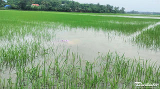 Quảng Nam: Mưa lớn gây ngập hơn 15.800 ha hoa màu