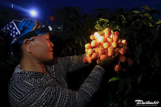Chong đèn thu hoạch vải