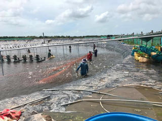 Người nuôi tôm vẫn điêu đứng