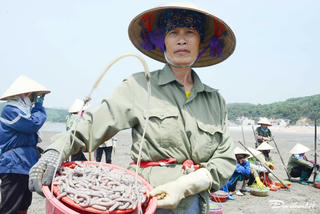 Làm sá sùng khô - món quà Tết đắt như vàng