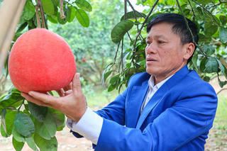 Bưởi đỏ tài lộc 'cháy hàng'
