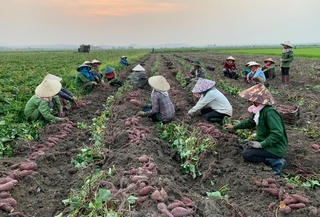 Khi khoai lang xuất khẩu chính ngạch