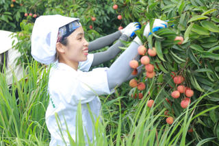 Vải thiều Thanh Hà lần đầu "bay cùng thực khách”