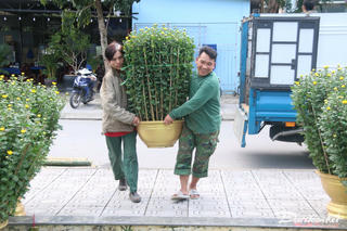 Thương lái nhiều nơi đến Quảng Trị bán hoa, cây cảnh Tết
