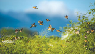 Săn ảnh mùa chim di cư