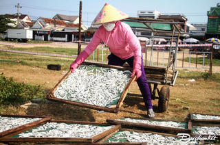 Quảng Ngãi: Làng hấp cá cơm nhộn nhịp vào mùa