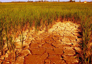 Dự báo hạn hán khốc liệt do El Nino