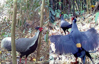 Quảng Ngãi: Phát hiện gà lôi ở vườn quốc gia Chư Mom Ray