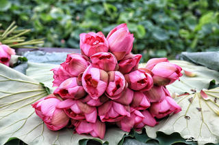 Sắc sen Hà Nội