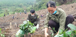 Quảng Ninh: Huy động trồng gần 1.500 ha rừng gỗ lớn