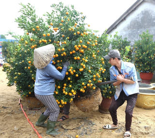 Quảng Nam: Làng quất Hội An nhộn nhịp vào mùa Tết