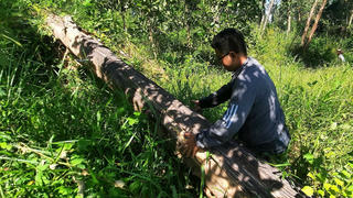 Trên 53 ha rừng bị ngã đổ ở Quảng Nam: Vì sao không khai thác?