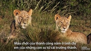 Đàn sư tử phối hợp hạ gục ngựa vằn