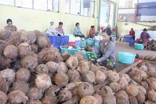 Niềm vui ở thủ phủ dừa