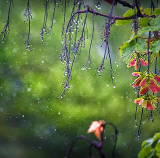 Những cơn mưa mùa Hạ