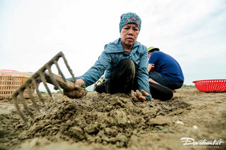 Mưu sinh trên bãi ngao