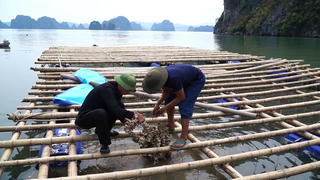 'Giao biển' để ngư dân tái thiết sau bão số 3