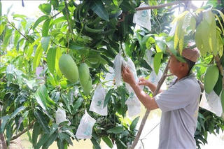 Đẩy nhanh cấp mã số vùng trồng, đóng gói