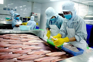 Xuất khẩu cá tra: Đón nhiều triển vọng tích cực