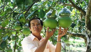 Yên ắng thị trường trái cây độc lạ Tết