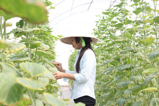 Lan tỏa nông nghiệp hữu cơ