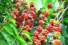 Xuất khẩu cà phê bộc lộ tín hiệu khả quan