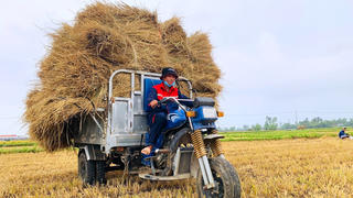 [ẢNH] Quảng Nam: Người nông dân lao động giữa nắng nóng 'như đổ lửa'