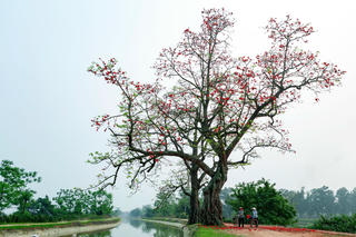 Cây đầu làng