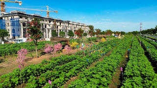Mở cửa Vườn Hoa Hướng Dương đậm chất phương Nam tại Van Phuc City