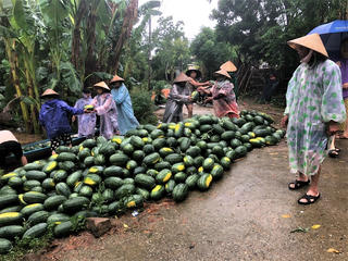 Quảng Nam: Lũ bất ngờ giữa mùa hè, người trồng dưa hấu điêu đứng