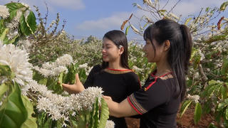 Hoa cà phê nở trắng vùng đất đỏ bazan