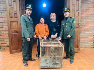 Người dân tự nguyện giao nộp cá thể Khỉ vàng quý hiếm
