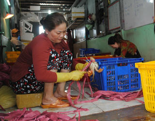Cận Tết, giá cua tăng từng ngày, nông dân miền Tây phấn khởi