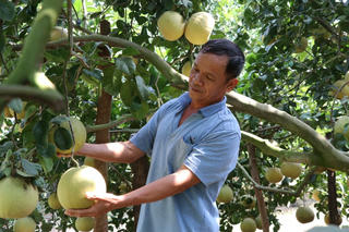 Trái cây rớt giá, nông dân lo mất Tết