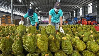 Xuất khẩu Sầu riêng: Đối mặt thách thức