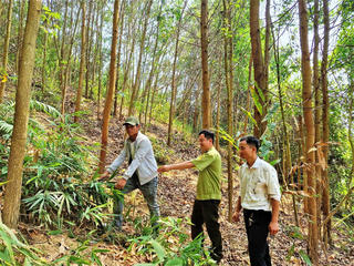 Tăng cường phòng, chống cháy rừng