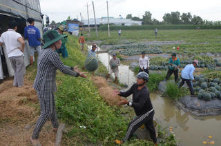 Xóm trồng dưa hấu ở Bạc Liêu vào vụ Tết